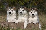 ALASKAN MALAMUTE 519